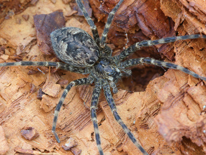 Fishing Spider